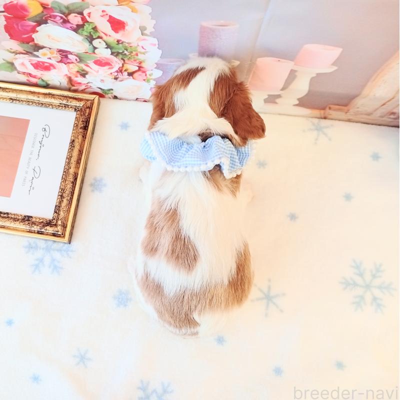 成約済の和歌山県のキャバリアキングチャールズスパニエル-441435の3枚目