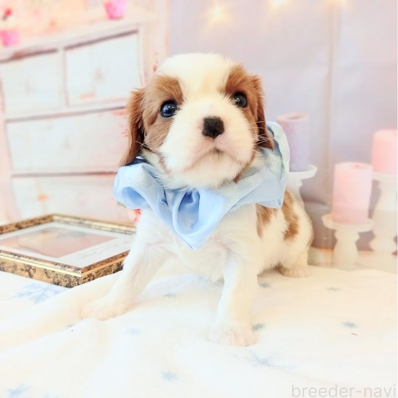 成約済の和歌山県のキャバリアキングチャールズスパニエル-441435の2枚目