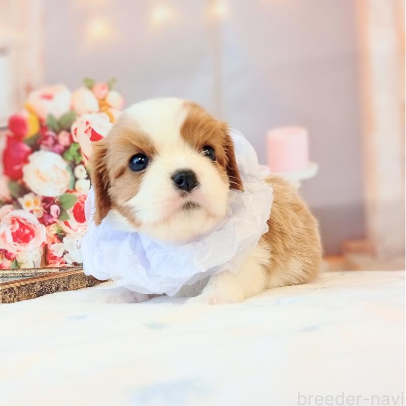 成約済の和歌山県のキャバリアキングチャールズスパニエル-441438の6枚目