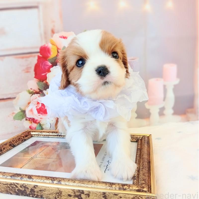 成約済の和歌山県のキャバリアキングチャールズスパニエル-441438の5枚目