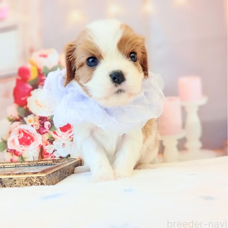 成約済の和歌山県のキャバリアキングチャールズスパニエル-441438の4枚目