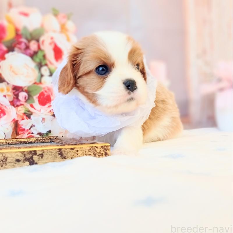 成約済の和歌山県のキャバリアキングチャールズスパニエル-441438の3枚目