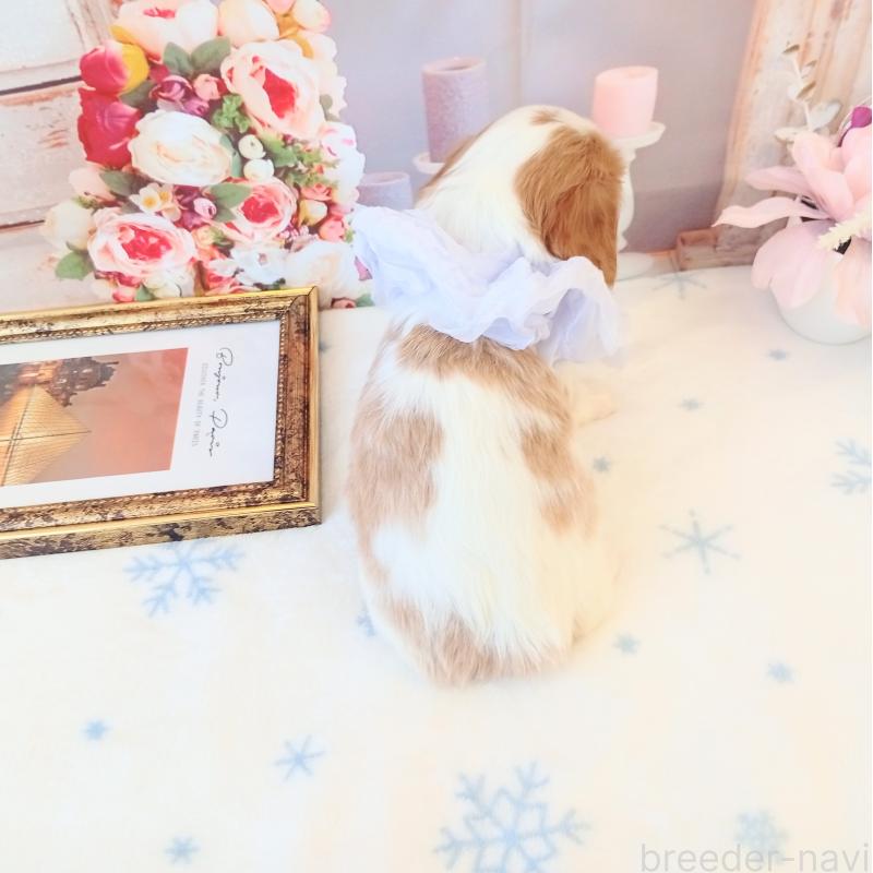 成約済の和歌山県のキャバリアキングチャールズスパニエル-441438の2枚目