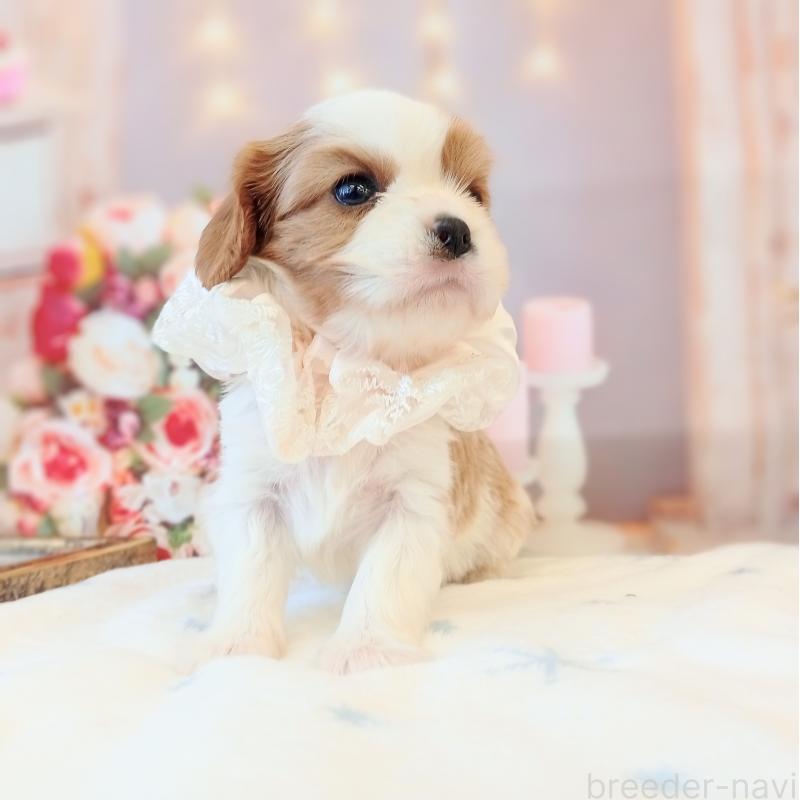 成約済の和歌山県のキャバリアキングチャールズスパニエル-441437の7枚目