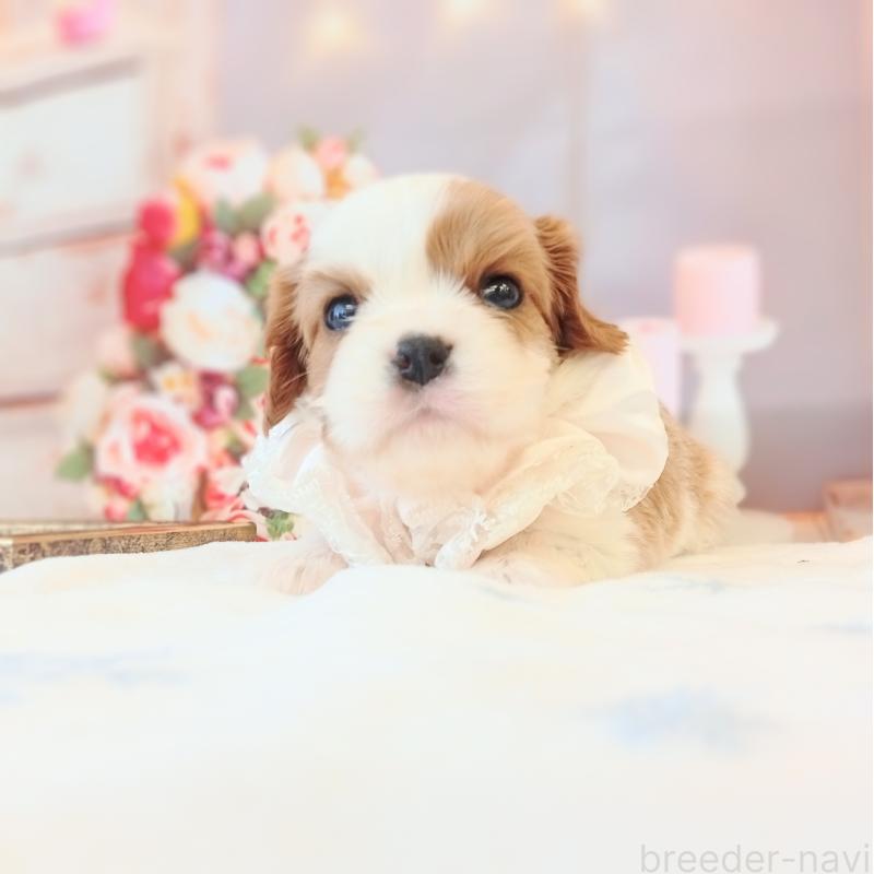 成約済の和歌山県のキャバリアキングチャールズスパニエル-441437の6枚目