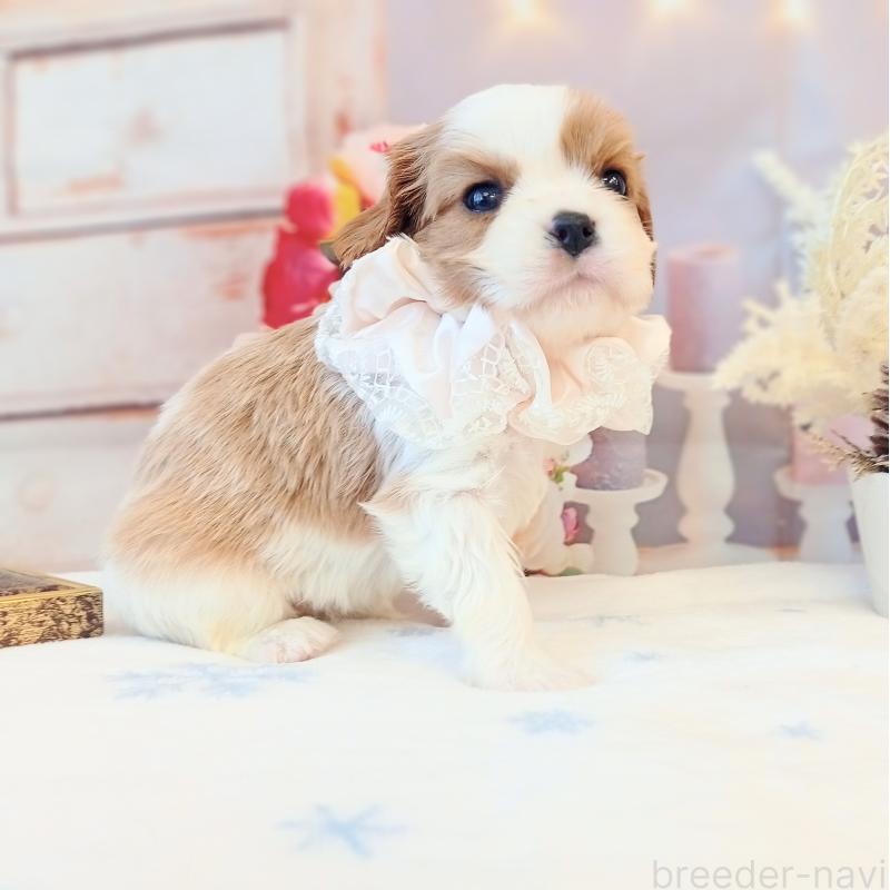 成約済の和歌山県のキャバリアキングチャールズスパニエル-441437の5枚目