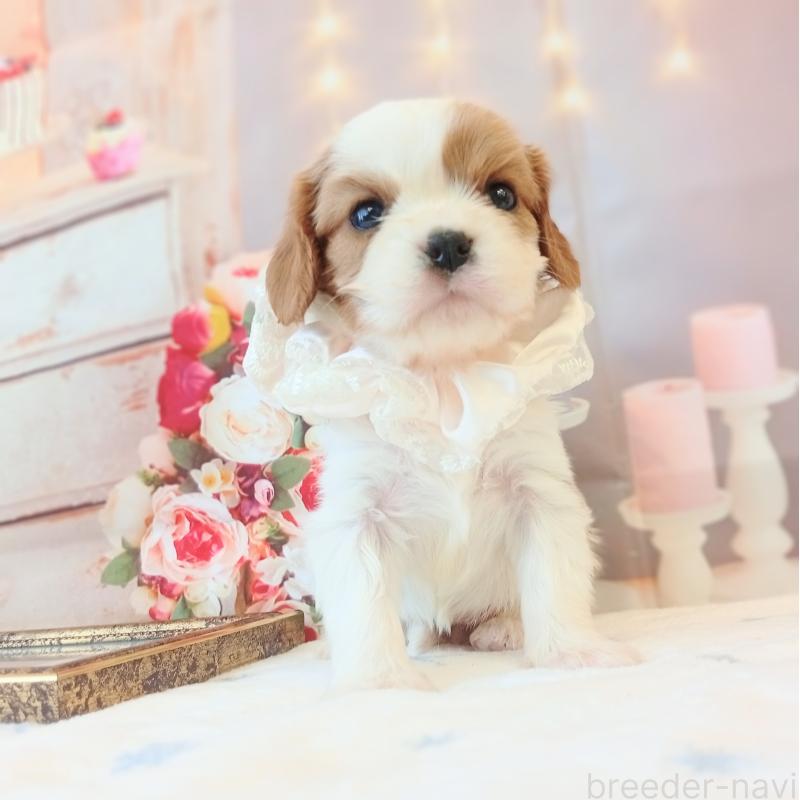 成約済の和歌山県のキャバリアキングチャールズスパニエル-441437の4枚目