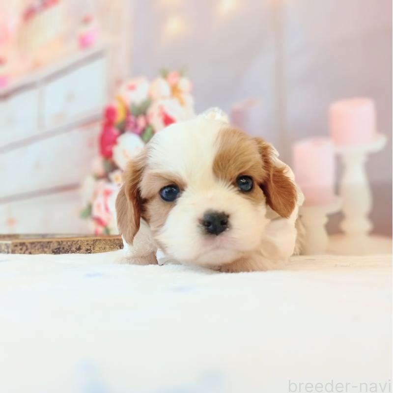 成約済の和歌山県のキャバリアキングチャールズスパニエル-441437の3枚目