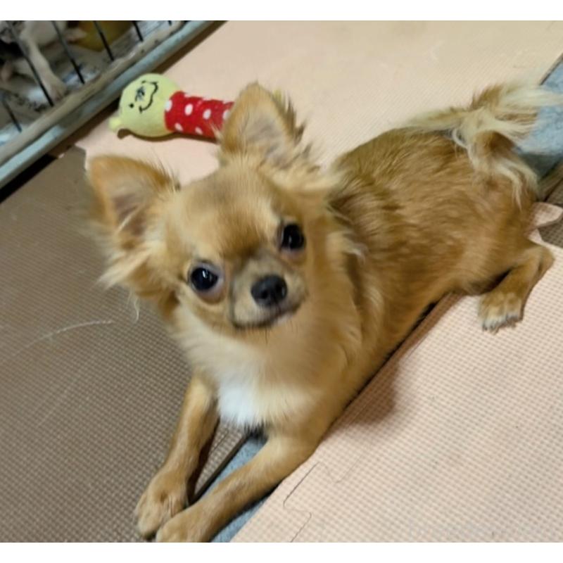 成約済の山口県のチワワ(ロングコート)-432605の2枚目