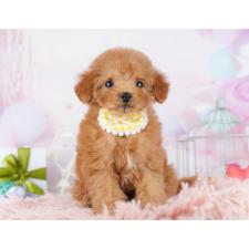 ♀︎トイプードル