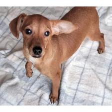 ♀︎ミックス犬