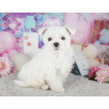 ♀︎マルチーズ