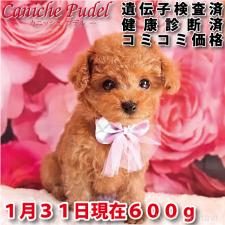 ♀︎タイニープードル