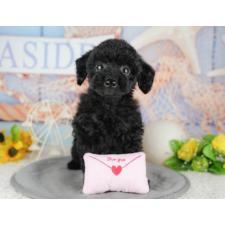 オンライン見学