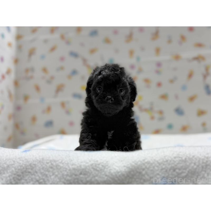 成約済の東京都のチワプー:チワワ×トイプードル-442148の7枚目