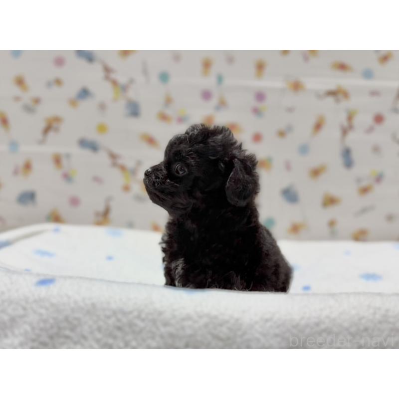 成約済の東京都のチワプー:チワワ×トイプードル-442148の6枚目