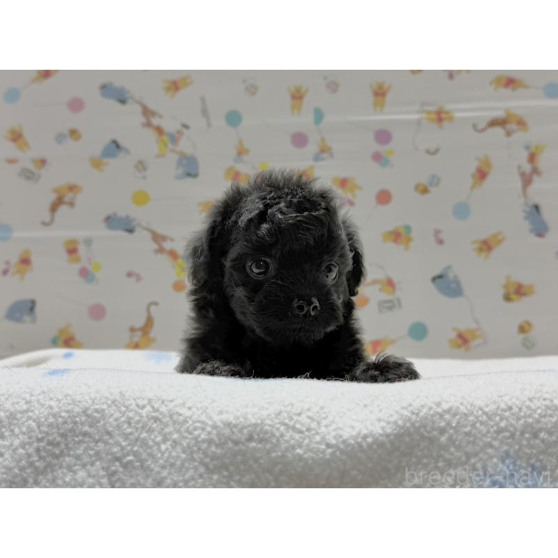 成約済の東京都のチワプー:チワワ×トイプードル-442148の5枚目