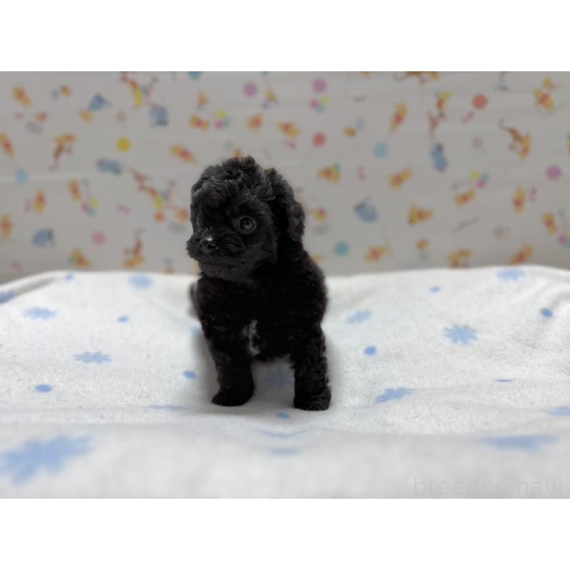 成約済の東京都のチワプー:チワワ×トイプードル-442148の4枚目