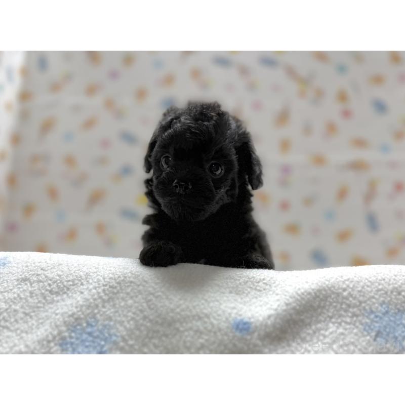 成約済の東京都のチワプー:チワワ×トイプードル-442148の3枚目