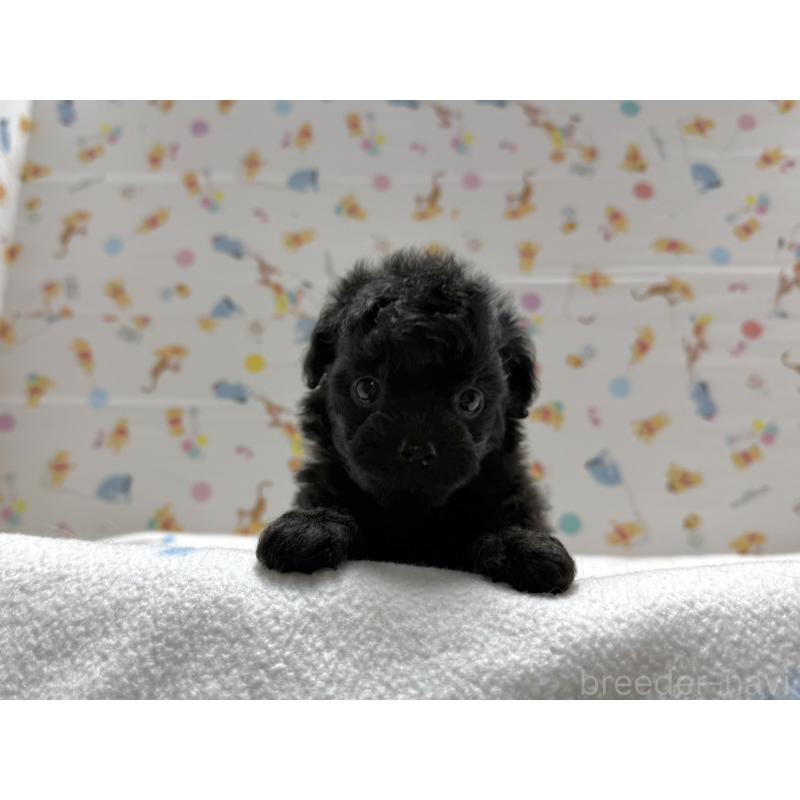 成約済の東京都のチワプー:チワワ×トイプードル-442148の2枚目