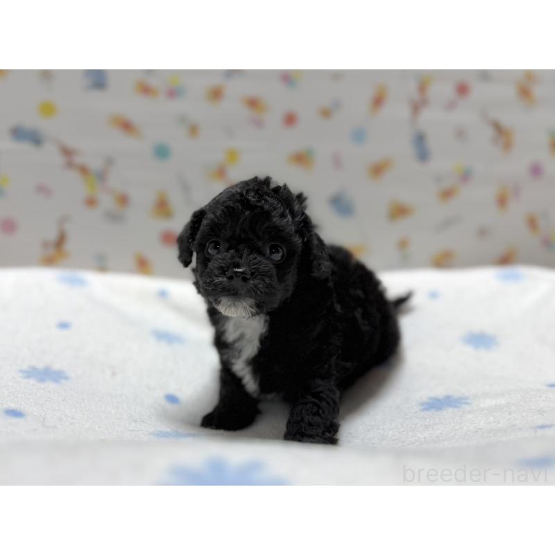 成約済の東京都のチワプー:チワワ×トイプードル-442147の6枚目