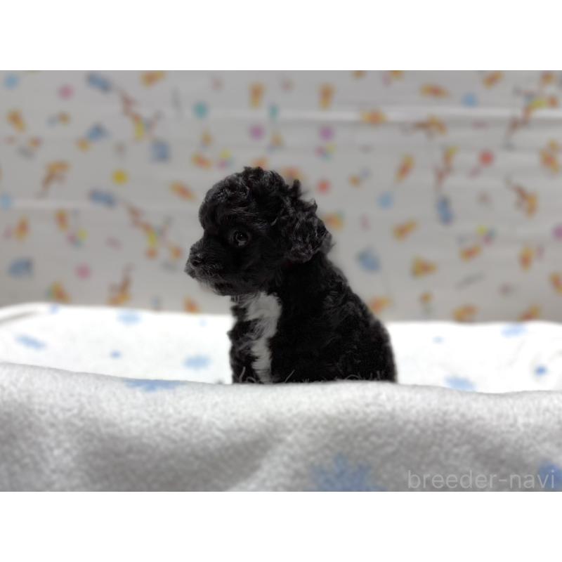 成約済の東京都のチワプー:チワワ×トイプードル-442147の5枚目