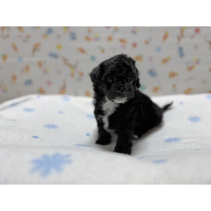 成約済の東京都のチワプー:チワワ×トイプードル-442147の3枚目