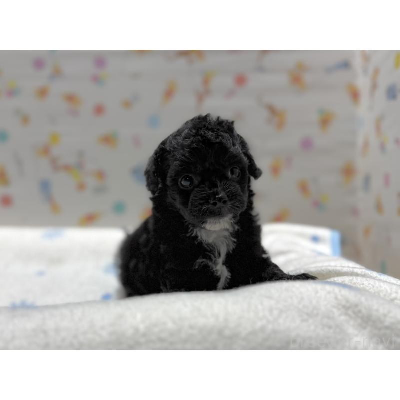 成約済の東京都のチワプー:チワワ×トイプードル-442147の2枚目