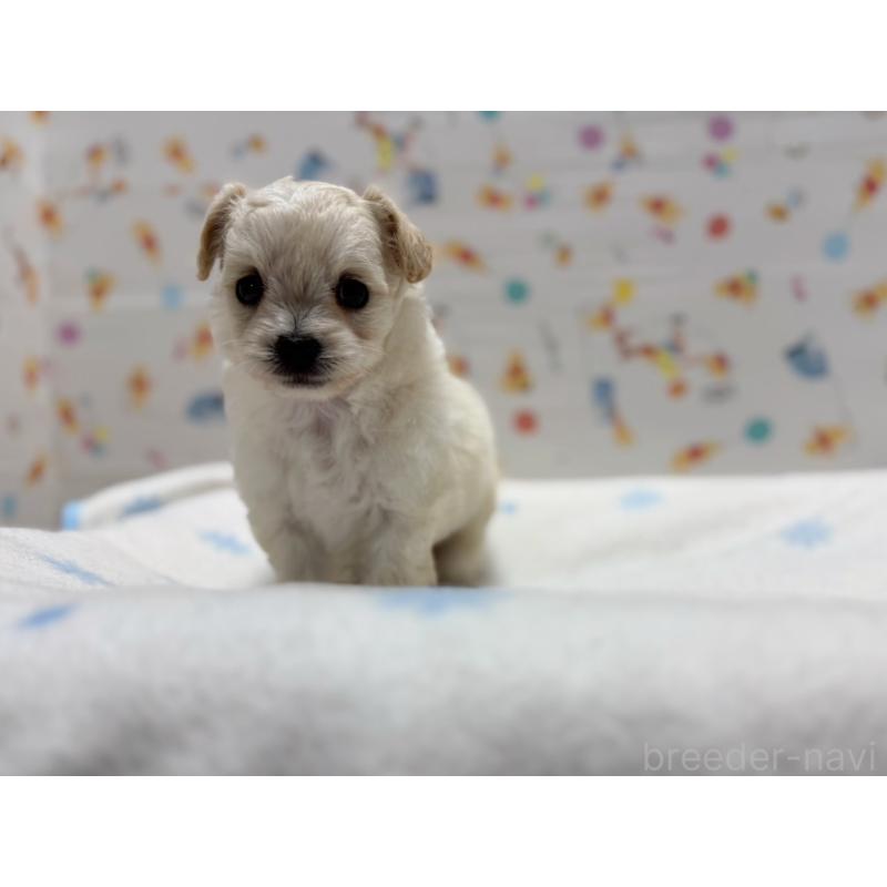 成約済の東京都のチワプー:チワワ×トイプードル-441834の5枚目