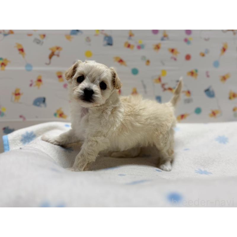 成約済の東京都のチワプー:チワワ×トイプードル-441834の4枚目