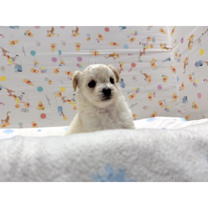 成約済の東京都のチワプー:チワワ×トイプードル-441834の3枚目