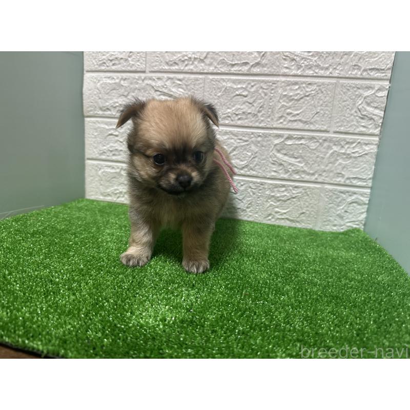 成約済の愛媛県のポメチワ:ポメラニアン×チワワ-443124の2枚目