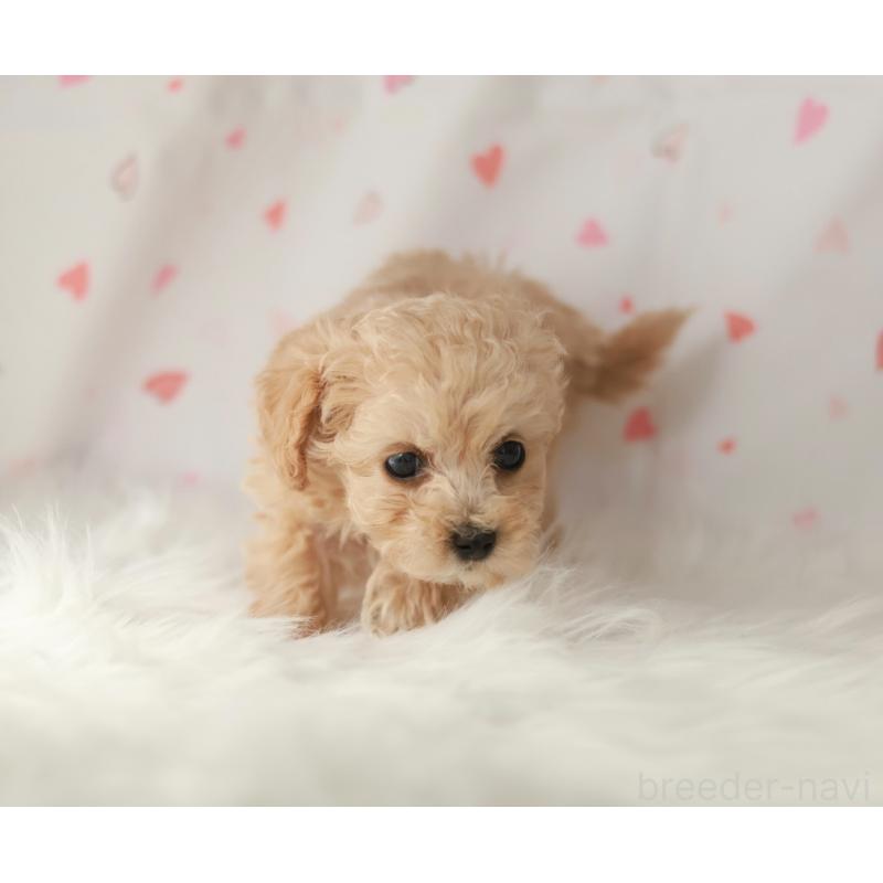 販売中の京都府のタイニープードル-442759の11枚目