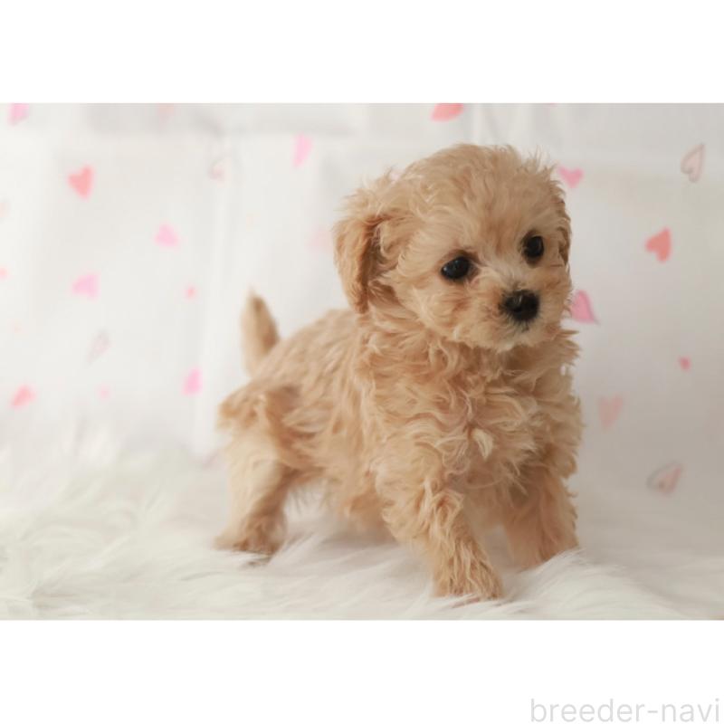 販売中の京都府のタイニープードル-442759の10枚目