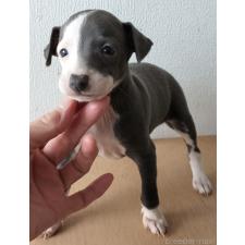 ♀︎イタリアングレーハウンド(イタグレ)