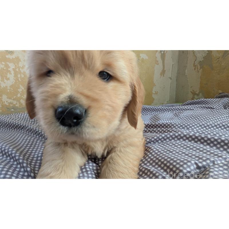 成約済の滋賀県のゴールデンレトリーバー-441904の2枚目