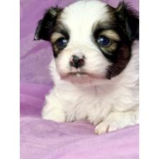 パピヨンの子犬