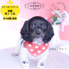 ♀︎ミニチュアダックスフンド(ロングヘアード)