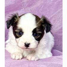 パピヨンの子犬