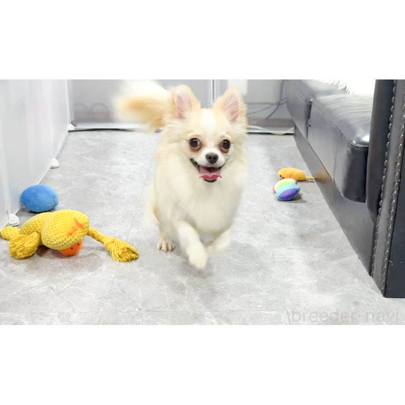 成約済の愛知県のチワワ(ロングコート)-387046の15枚目