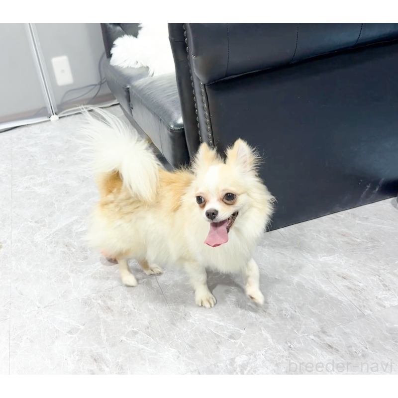 成約済の愛知県のチワワ(ロングコート)-387046の14枚目