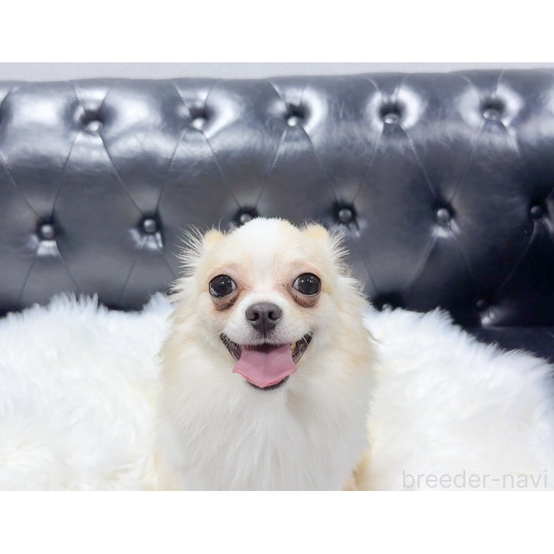 成約済の愛知県のチワワ(ロングコート)-387046の12枚目