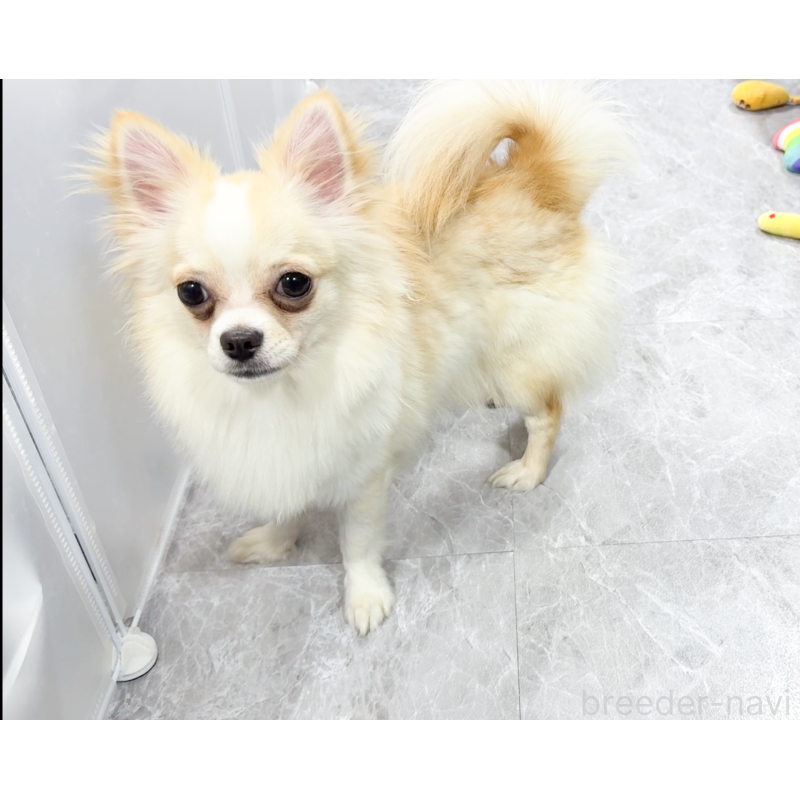 成約済の愛知県のチワワ(ロングコート)-387046の11枚目