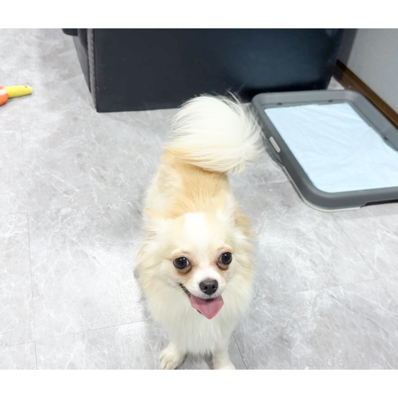 成約済の愛知県のチワワ(ロングコート)-387046の10枚目