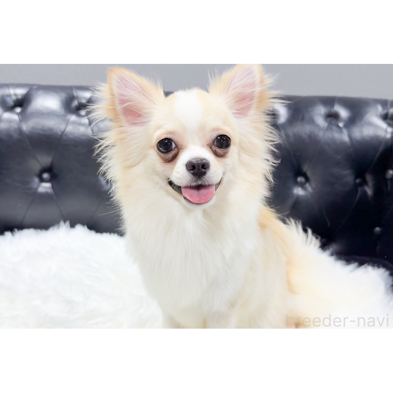 成約済の愛知県のチワワ(ロングコート)-387046の8枚目