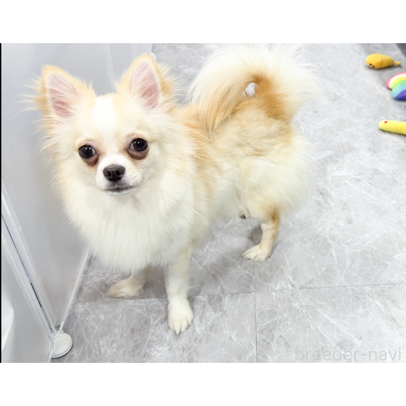 成約済の愛知県のチワワ(ロングコート)-387046の6枚目