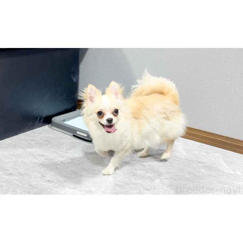 成約済の愛知県のチワワ(ロングコート)-387046の5枚目