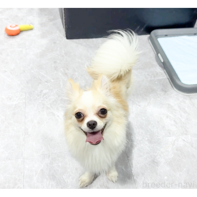 成約済の愛知県のチワワ(ロングコート)-387046の4枚目