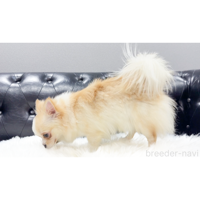 成約済の愛知県のチワワ(ロングコート)-387046の2枚目