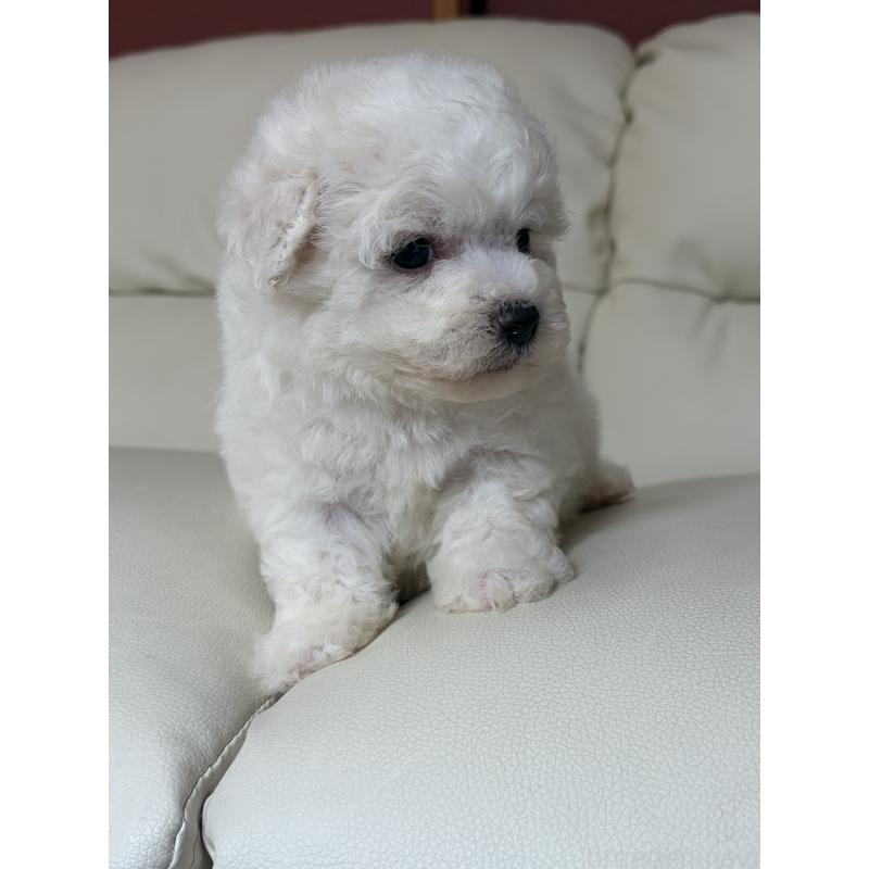 成約済の滋賀県のビションフリーゼ-440272の8枚目